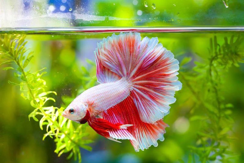 Bewitching Betta Fish