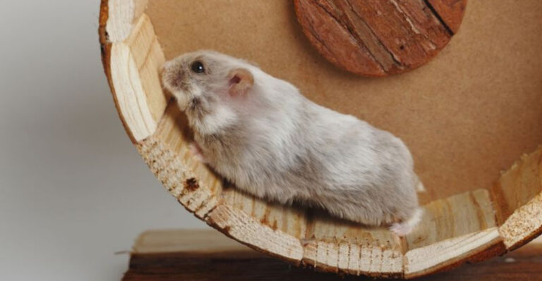 The 12 Best Pets That Won't Stink Up Your House