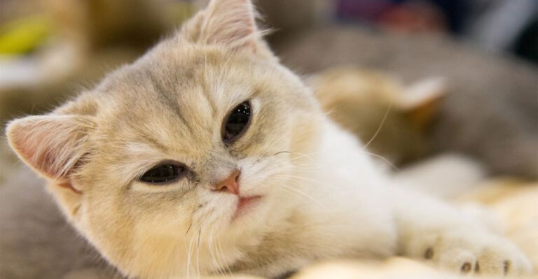 The 12 Most Popular Cat Breeds Of 2025