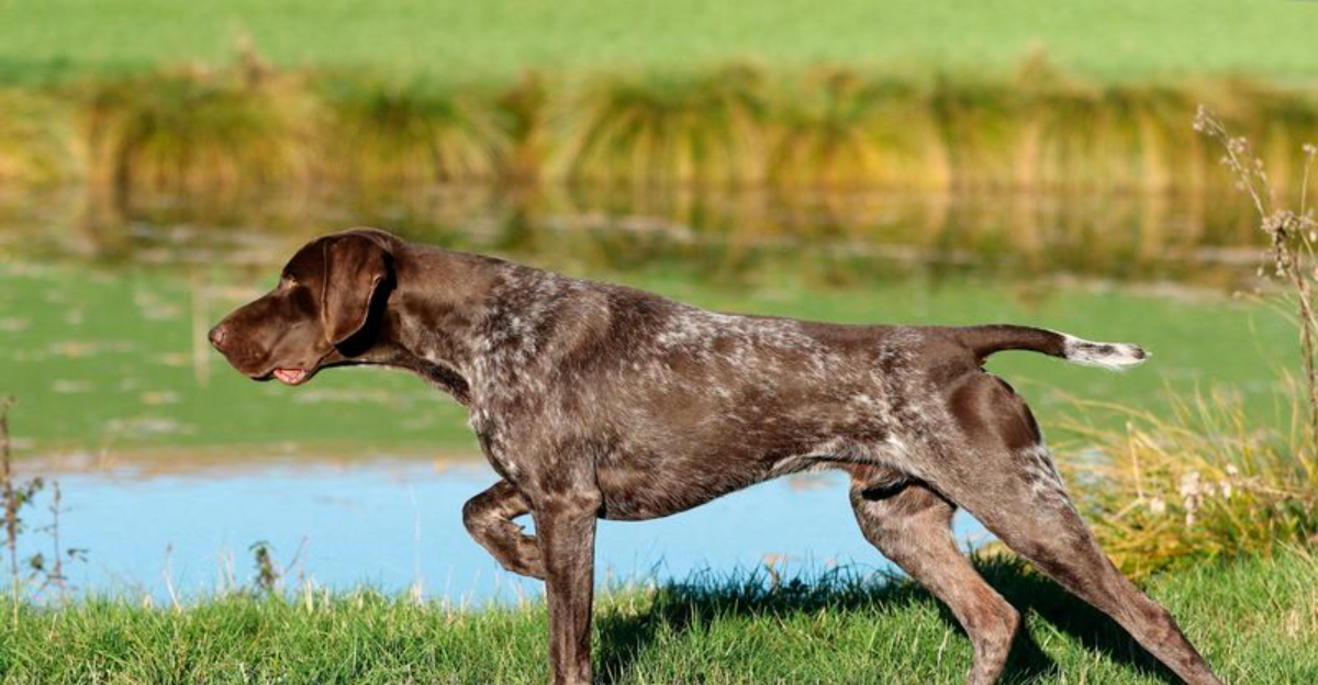 The 12 Strongest Hunting Dog Breeds