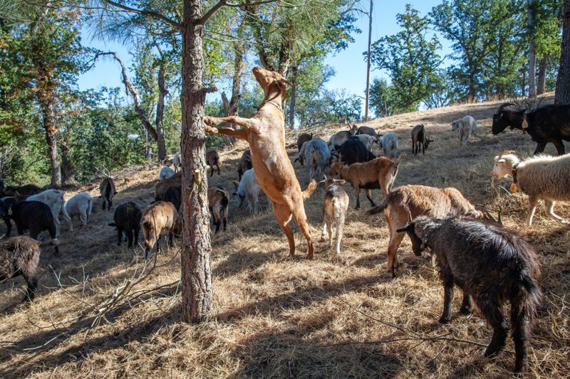 Goats