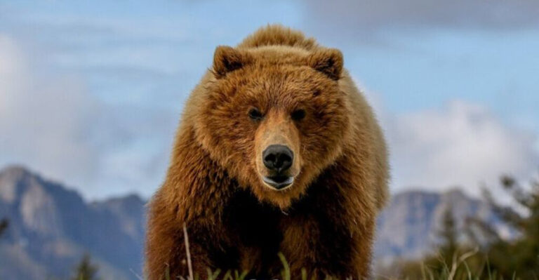 The 18 Biggest Brown Bears Ever Seen In North America