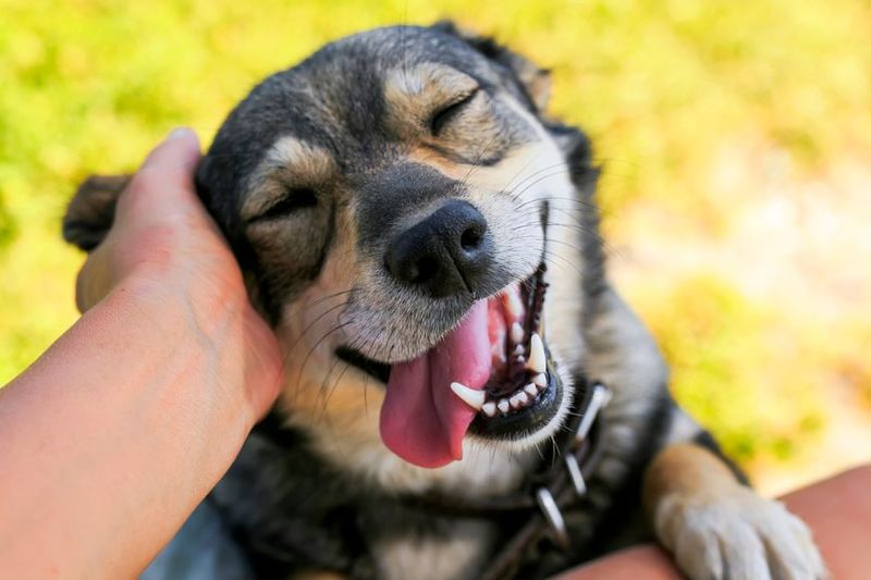 Why Patience Is Key During Your Dog's First 3 Months