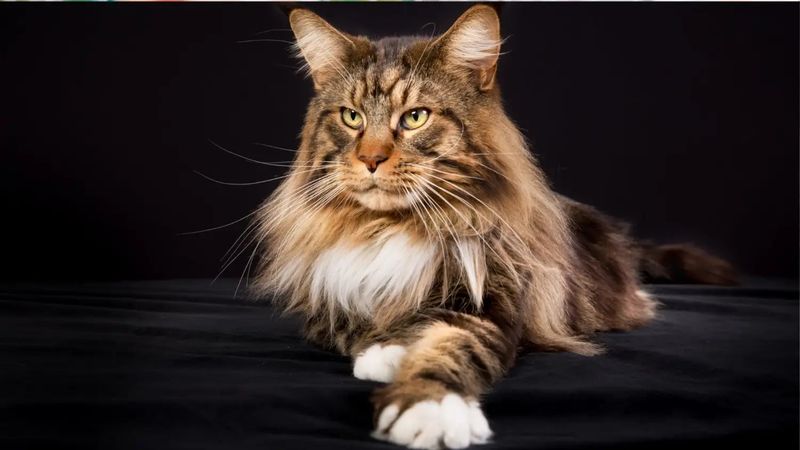 Pricey Paws
