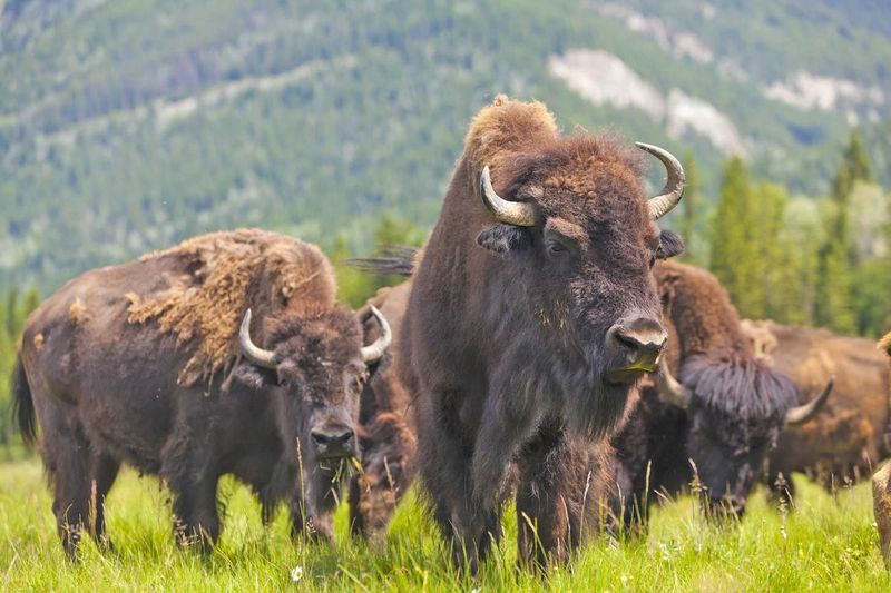 Genetic Diversity Challenges