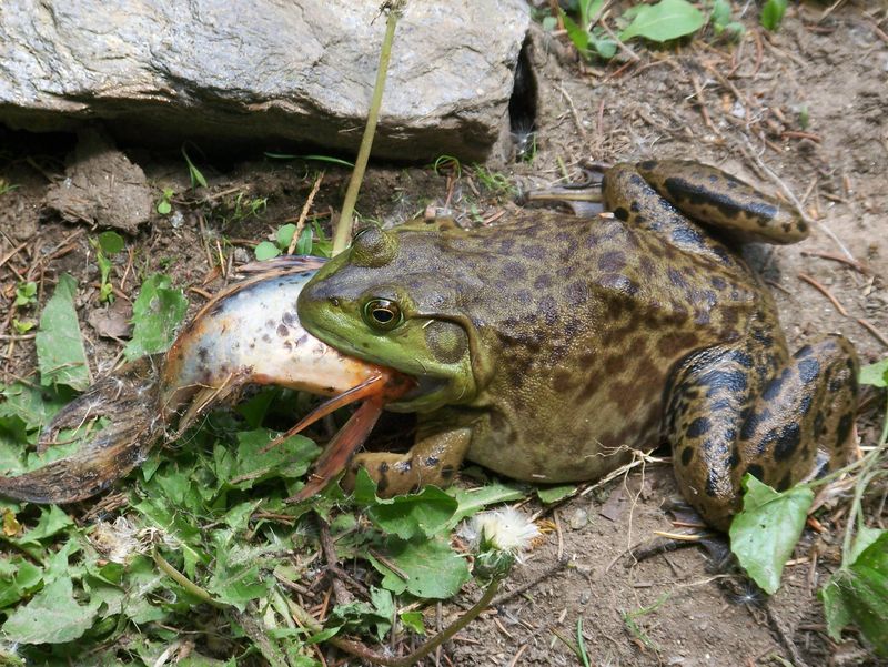 What Makes American Bullfrogs Such Effective Predators?