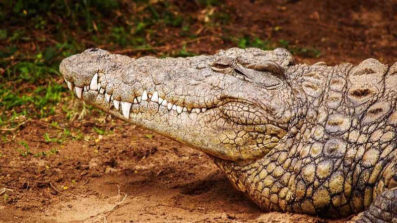 Crocodiles Have Barely Changed In 200 Million Years And That's The Point
