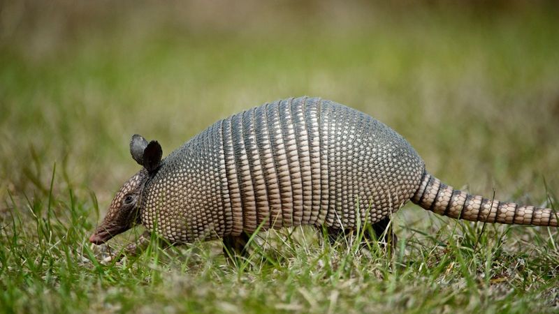 A Southern Species Turns Up In Unexpected Backyards