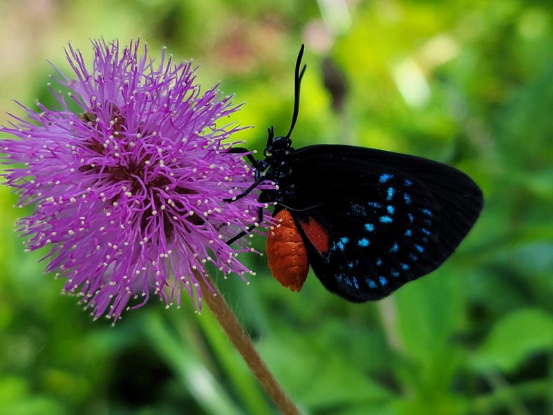 A Symbol Of Urban Biodiversity