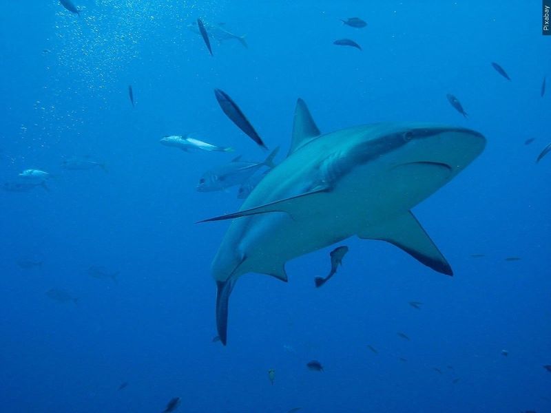 Vanishing Prey Phenomenon