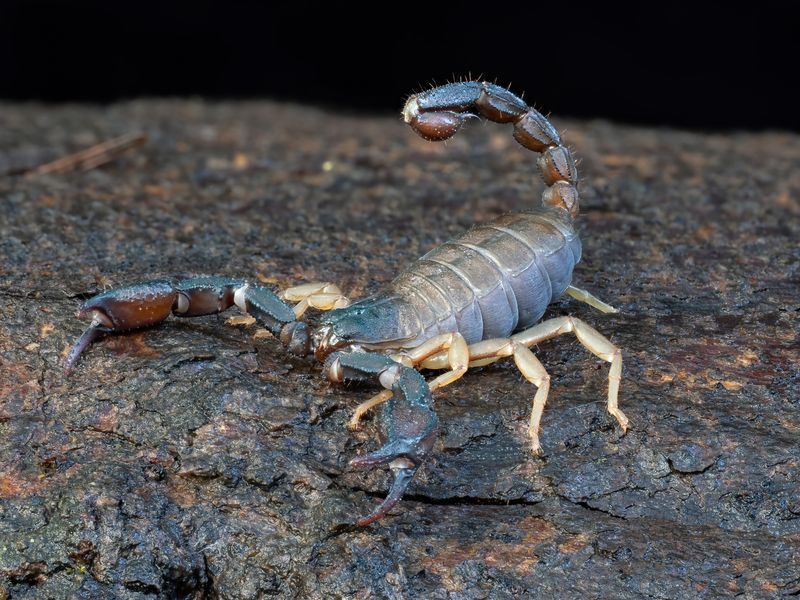 Are Scorpions Common In Oregon's Urban Areas?