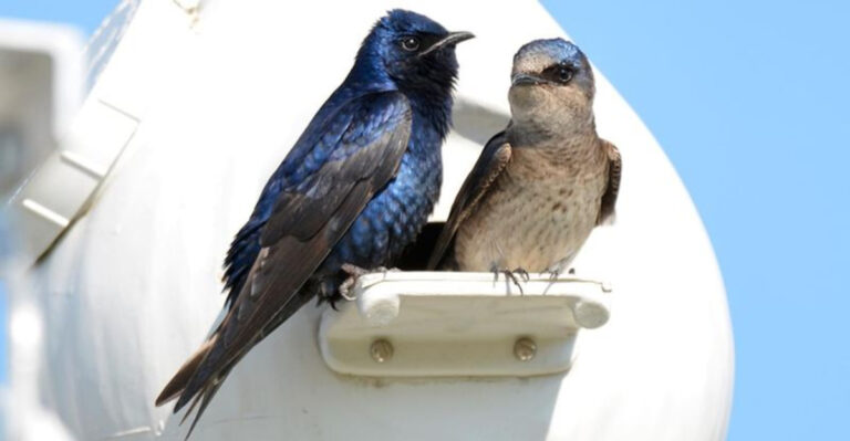 The Best Ways To Bring Purple Martins To Your Backyard