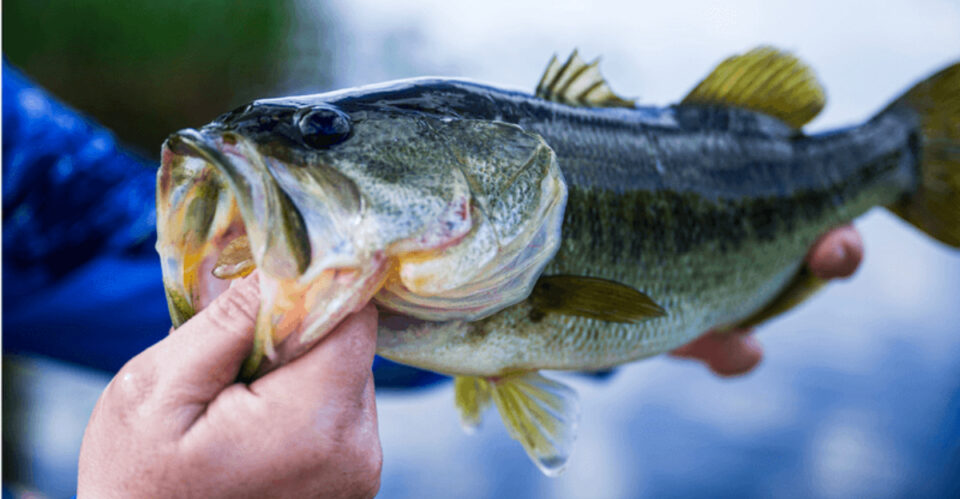 Way Fish The Best Ways To Hold A Fish Safely Without Hurting It Or Yourself