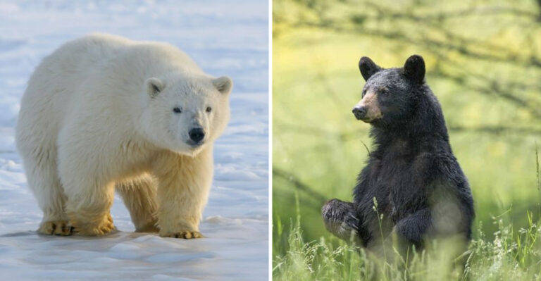 The Biggest Bears Ever Spotted Across The U.S. And The Most Elusive Ones You Might Never See