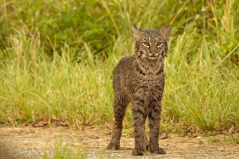 How Big Cats Navigate Life In The Wild Across The U.S.
