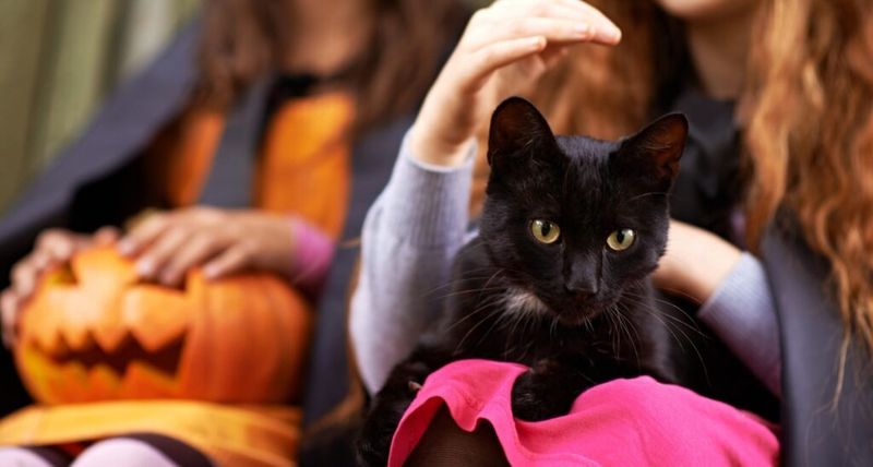 The Halloween Connection