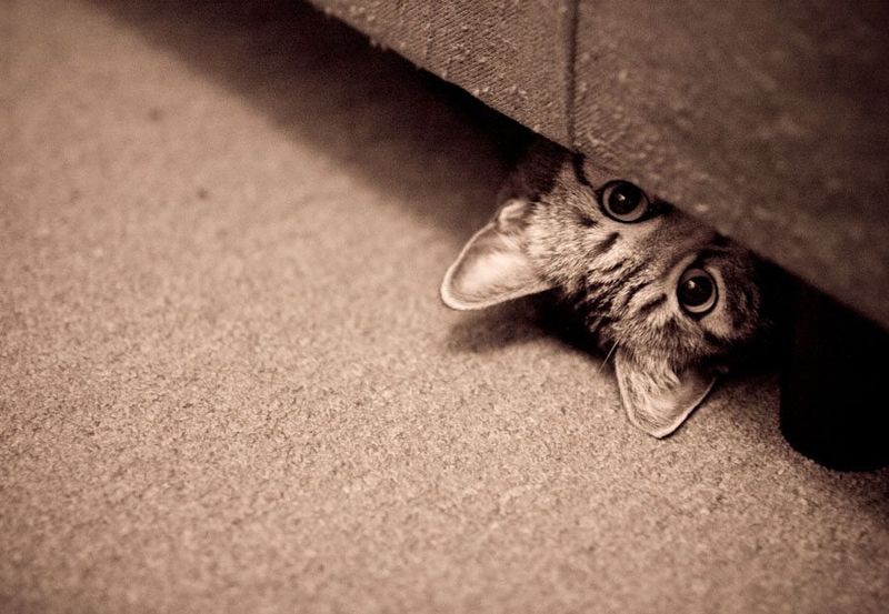 Under The Bed Fortress