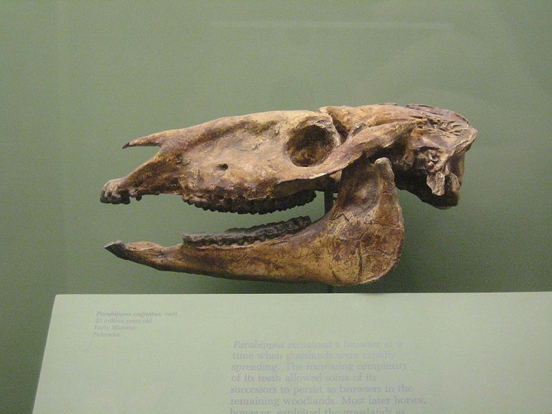 Ancient Horses That Rewrote Evolutionary History