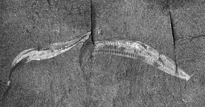 The Tiny Ancestor That Changed Everything