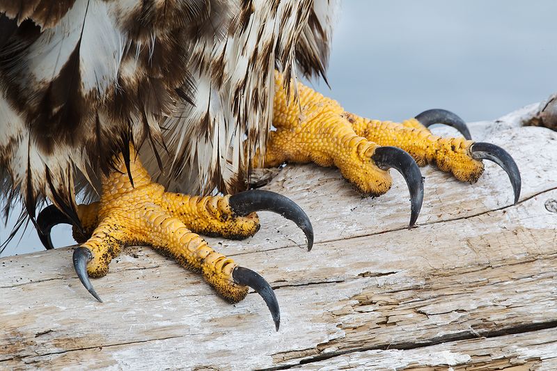 Talon Design That Engineers Would Envy