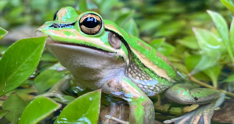 Efforts To Prevent Hybridization In Australia