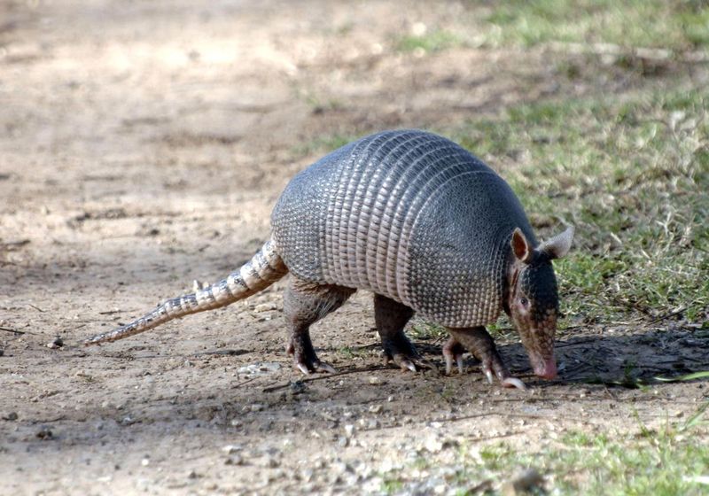 Where Armadillos Have Already Been Spotted In Ohio