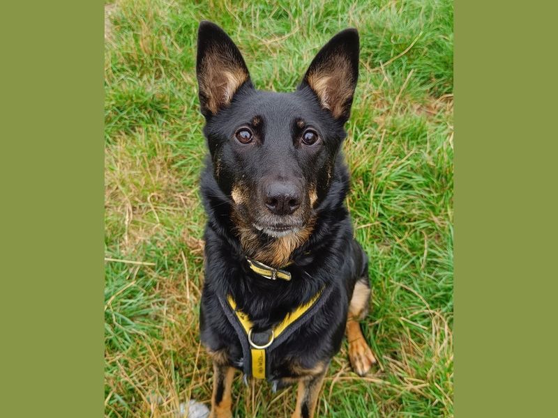 The German Shepherd Surprise Package