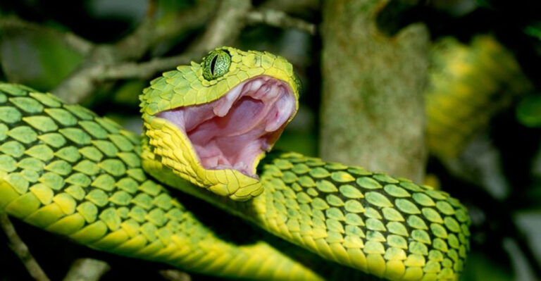 The Crucial Differences Between Venom And Poison