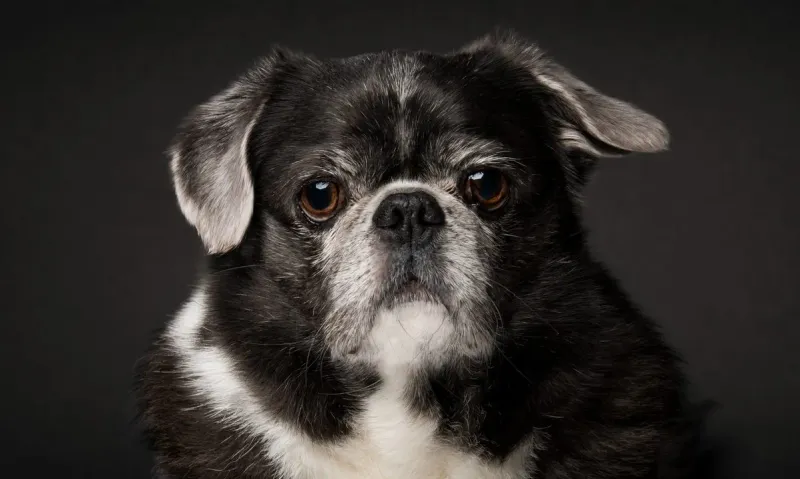 The Pug Fusion Fun Bundle