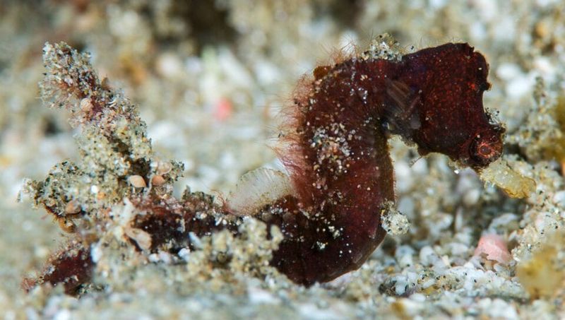 The Significance Of The Ocean Census For Marine Biodiversity