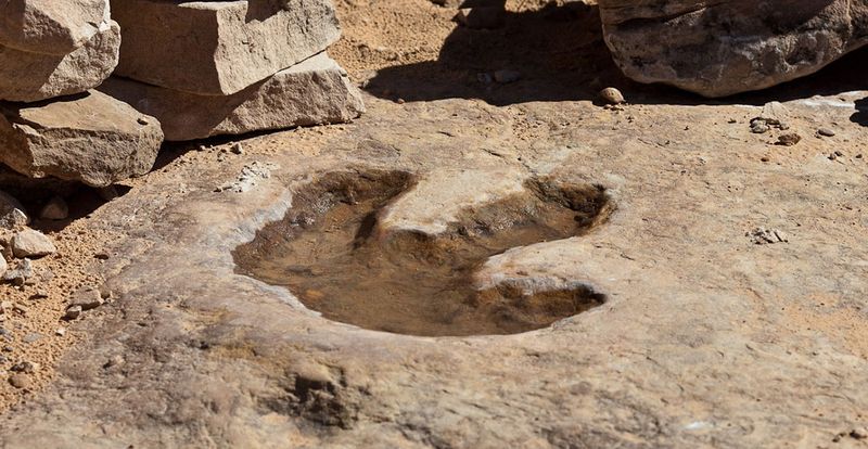 Evidence Of Predator And Prey Interactions From Ancient Tracks