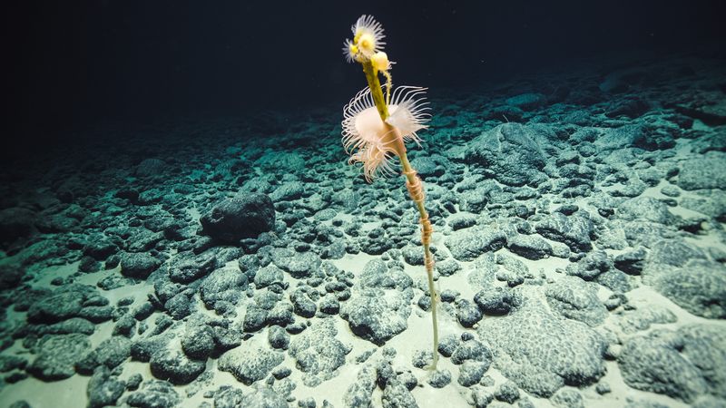 How The Ocean Census Unveiled These Remarkable Findings
