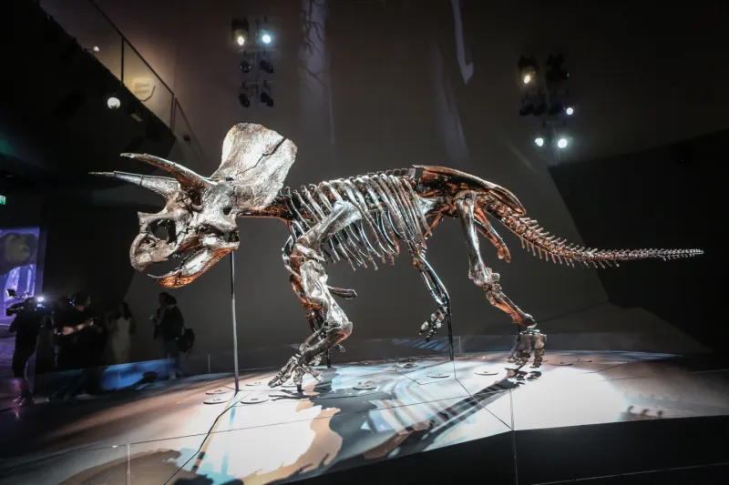 Unearthing Fossils From The Late Cretaceous Period