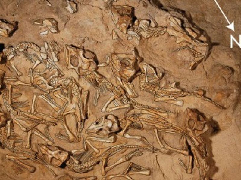The Significance Of Preserved Dinosaur Nests In Paleontology