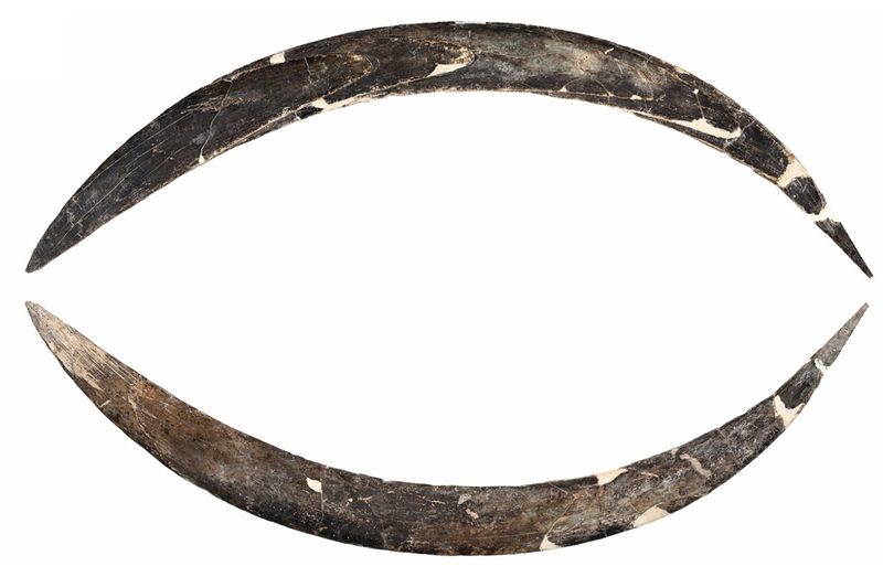 New Radiocarbon Dating Reveals The Boomerang's True Age
