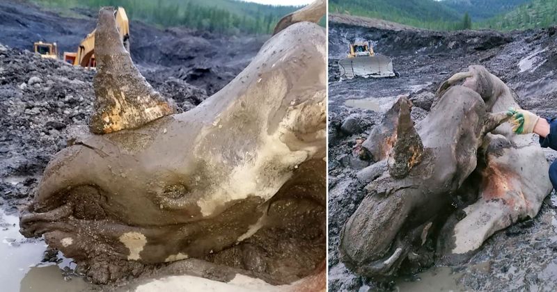 How Gold Miners Accidentally Unearthed The Prehistoric Mummy