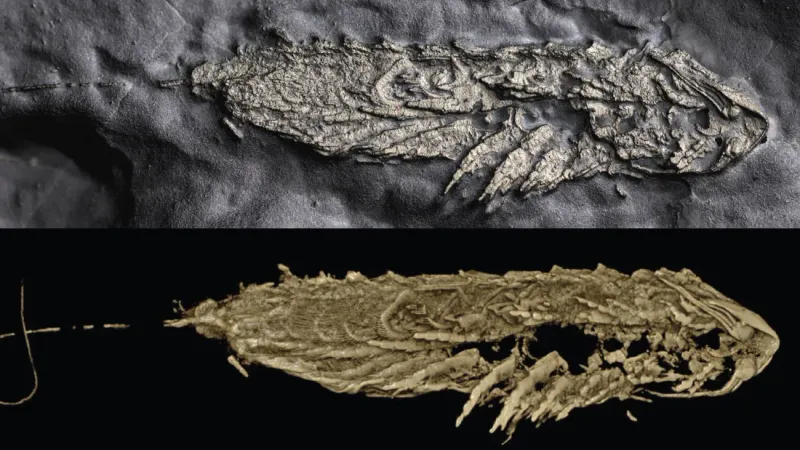 How Iron Pyrite Preserved The Ancient Arthropod In 3D