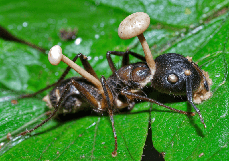 How The Fungus Manipulated Insect Behavior During The Dinosaur Era