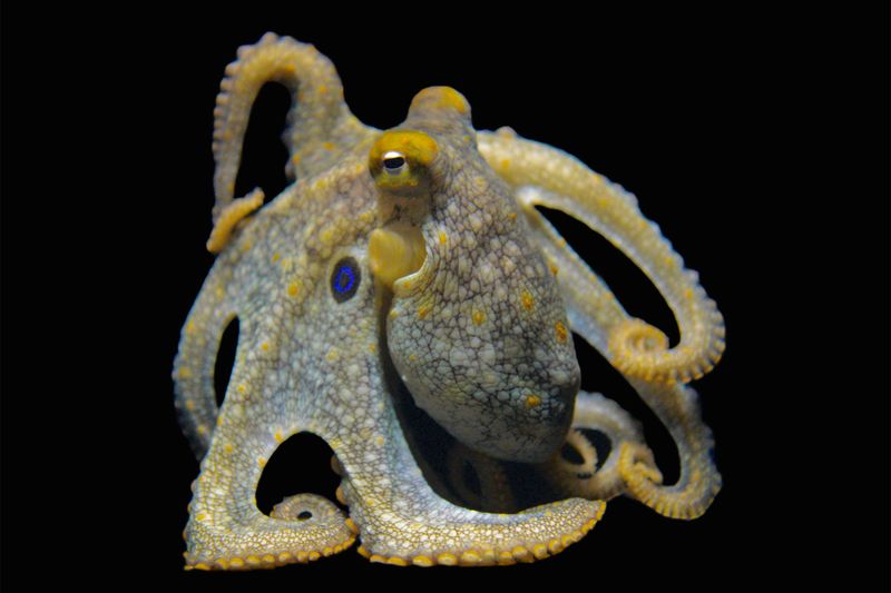 The Evolutionary Connection Between Ancient Squids And Modern Cephalopods