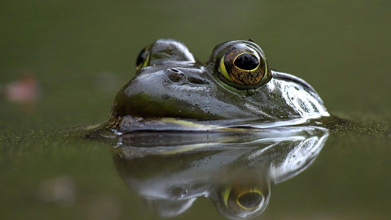 How Hybridization Affects Conservation Efforts