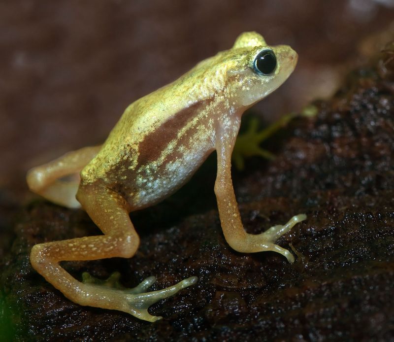 The Challenge Of Managing Hybridization In The Wild