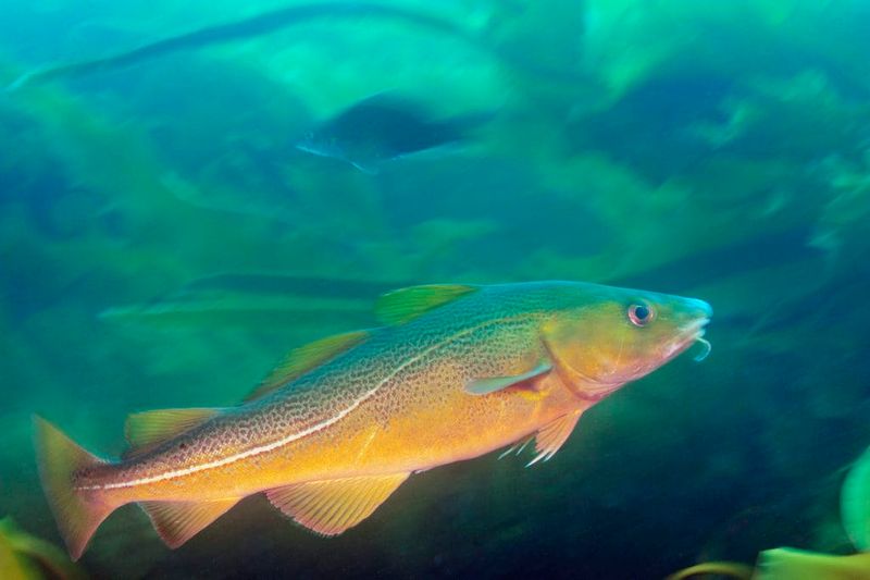 Can Cod Populations Recover Or Is This The New Normal?