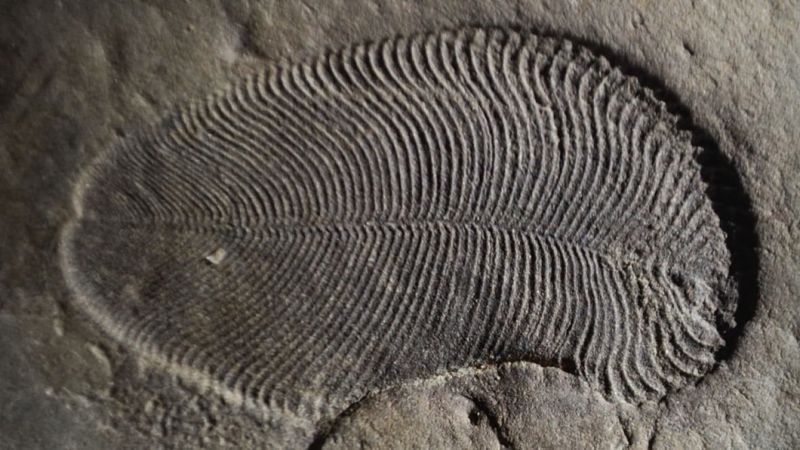 The Fossil's Impact On Our Understanding Of Early Animal Development