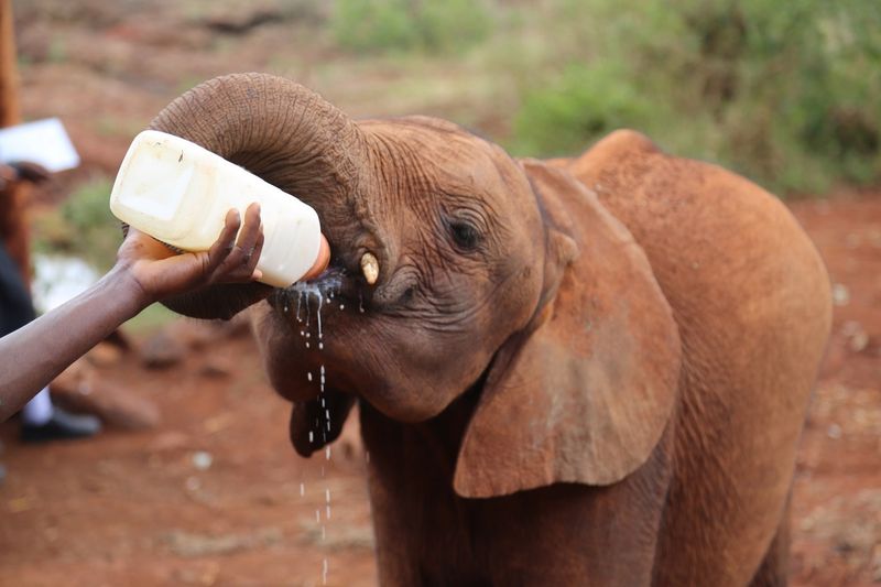 David Sheldrick Wildlife Trust In Nairobi, Kenya