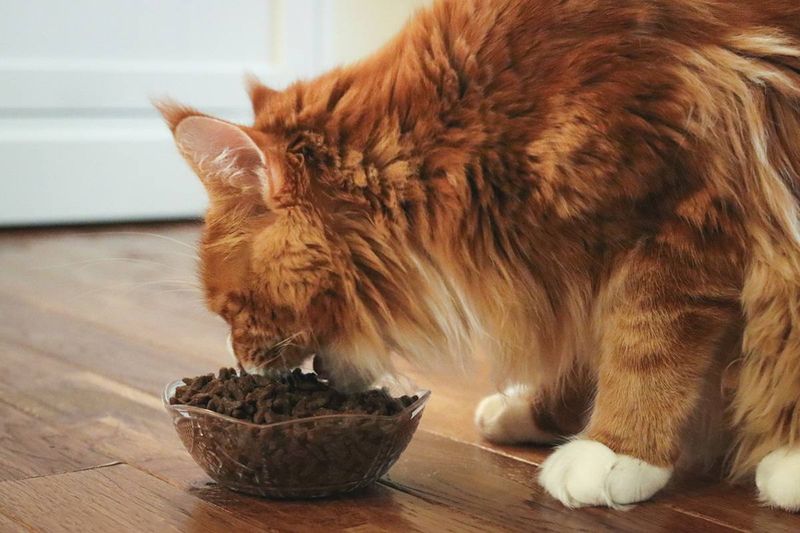 High Maintenance Diet