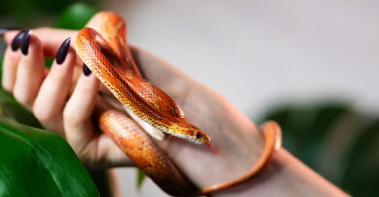 The Essential Care Guide For Pet Corn Snakes