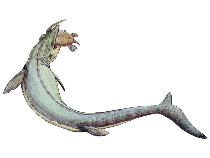 What This Discovery Tells Us About The Prehistoric Marine Food Chain