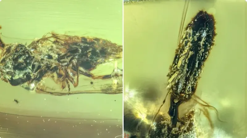 How The Parasitic Fungus Preserved In Amber Challenges Our Understanding