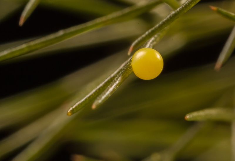 Egg-laying: The Perfect Start