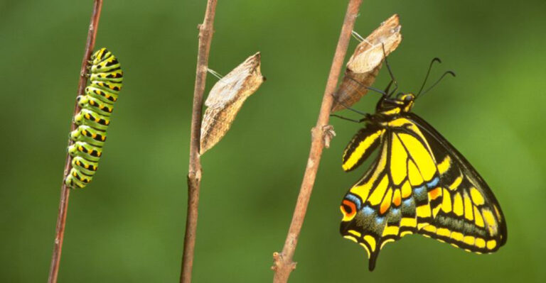 The Fascinating Life Cycle Of Butterflies, From Egg To Adult